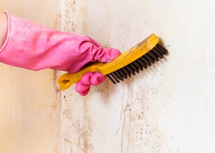 mold remediation Buffalo New York