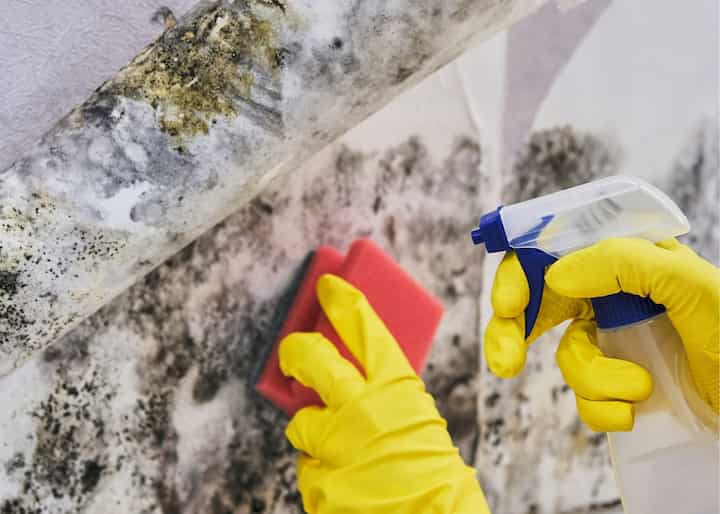 mold removal buffalo ny