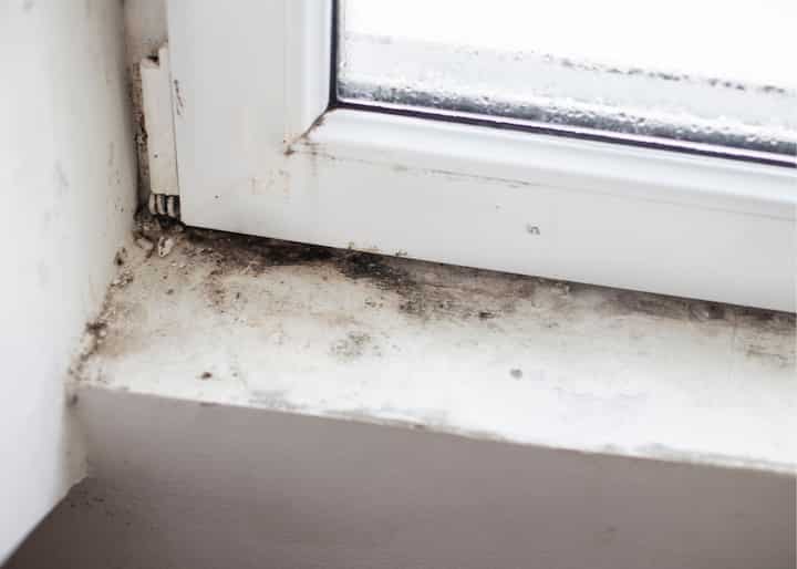 mold removal buffalo ny