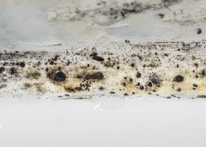 mold removal buffalo ny