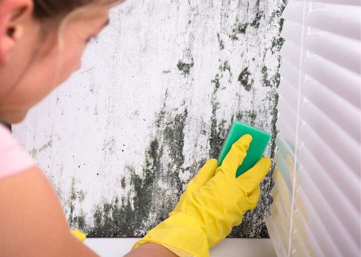mold removal in Buffalo NY
