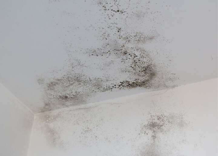 mold company Buffalo NY