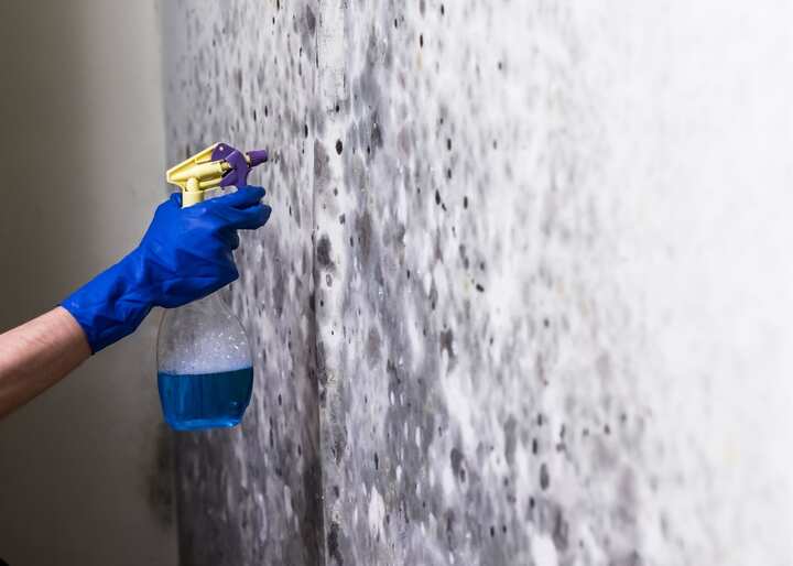 mold removal in Buffalo NY