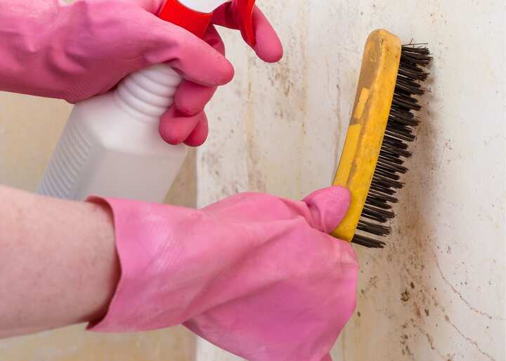 mold testing buffalo ny