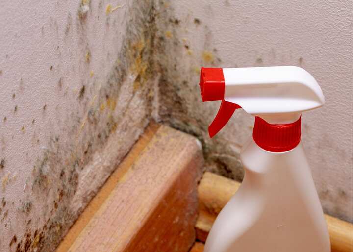 mold testing buffalo ny